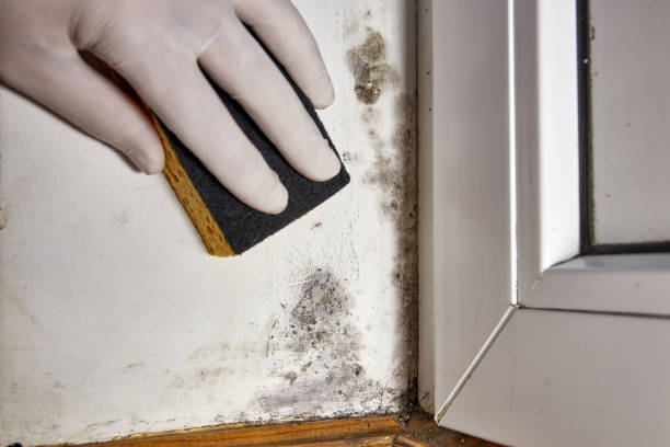 Best Mold Prevention Services  in Pearl Beach, MI